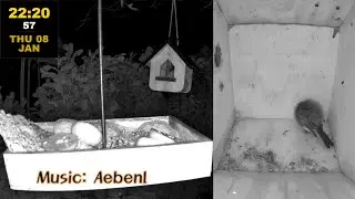 🔴 Birds And Visitors - A live stream from our feeding place at night in Niedermohr, Germany.