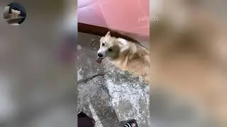 Funny ANIMALS videos 😂 | Funniest Cats and Dogs 2026 🐶😼 Part 38