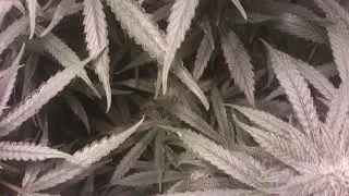 exo lights on day 27 flower