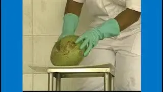 Curso Como Montar Uma Pequena Fábrica de Polpas de Frutas - Polpa de Coco