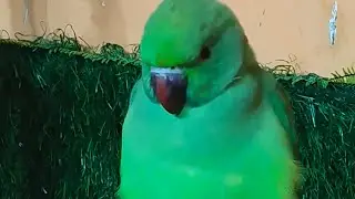 Umesh Yaduvanshi is live ringneck parrot live stream 🦜🤣