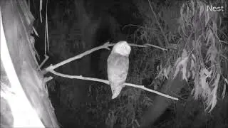 20/21 Feb ~ Departures, arrivals, prey drop ~ &copy;️AudubonStarrRanch  Banr Owls