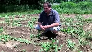 How To Plant Three Sisters Garden - Sustainable Agriculture With Companion Plants
