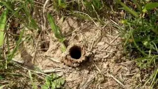 Ptilothrix kicks soil out of her burrow in Pickaway County, Ohio, USA.