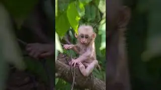 Curious monkey encounters:pets and wild adventures #monkeyvideos #petmonkey #cutemonkeys #petandwild