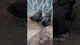 Marble Brahma Chicken #farming #chicken #brahma #chickens