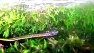 Two-lined salamander