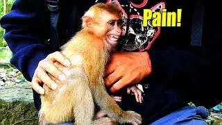 Breaking Heart! Monkey Katy Is Still Pain On Her Chest. Are You Okay Girl.