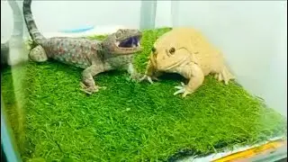 Bullfrog vs gecko? How can I eat you gecko?? Funny bullfrog
