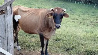 Será que o gado  vão comer abobrinha??