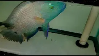 Broomtail Wrasse $949 - Red Sea