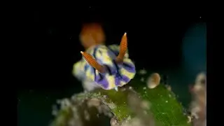 Hypselodoris species