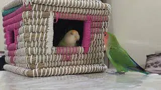 Love bird 💛❤️💚