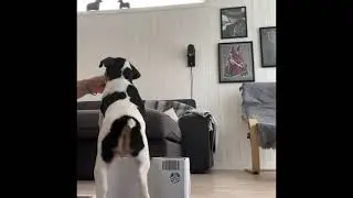 Dansk-svensk G&aring;rdshund, valptr&auml;ning