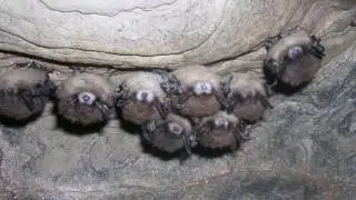 New Jersey Bat Sanctuary