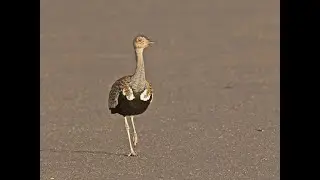 Red-crested Korhaan calling