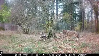 Nash's Cache Stump