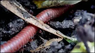 Millipede train crossing the dirt track