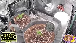 Fast Buds Stardawg & Fast Buds Banana Purple Punch Side by side time lapse