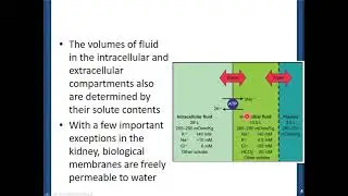 Regulation of Salt and Water Balance part 1