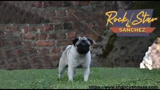 Doguillo Pug El Rock Star (Sanchez) Mex FCI