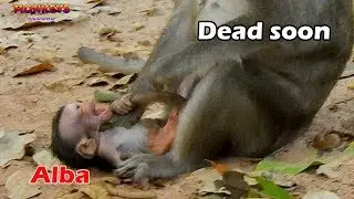Verry concern poor baby Alba dead, Anna torture baby Alba not pity her, Anna hate her baby Alba