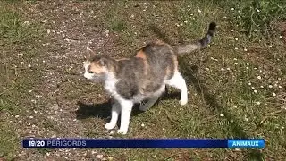 Périgueux : y a-t'il un tueur en série qui empoisonne les chats ?