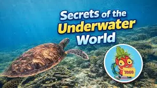 Secrets of the Underwater World  Amazing Ocean Life You&rsquo;ve Never Seen
