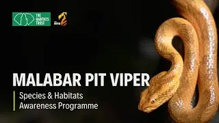 Malabar Pit Viper: The Predator That Never Moves... Unless | THT Films