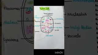 Human Cell Diagram #BiologyHack#LearnBiology#CellStructure#BioShorts