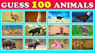 Quiz, guess 100 animals  | Quiz-Banana