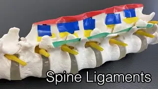 Anatomy of ligaments of spine (English)
