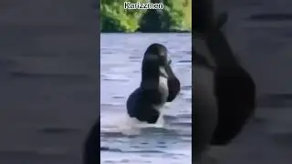 Best Swimming Gorilla 🦍😂 #shorts