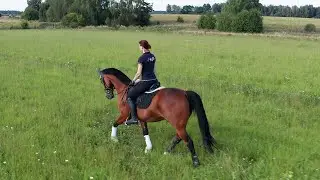 Езда в полях Марианны и Храброго - 2020. Field riding with Marianna and Khrabry.