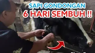 Cara Mengobati Sapi Gondongan