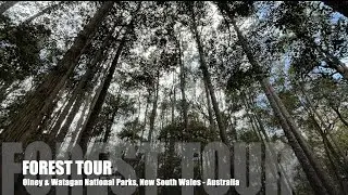 Olney State Forest  | Watagan | The Pines Camping Grounds | NSW Australia