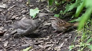 Song Sparrow feeding Brown-headed Cowbird chick