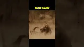 Mr.T vs Makhulu #leones  #animalesdelasabana