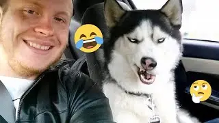 You Can&rsquo;t Stop Laughing At These Dogs 🤣 FUNNIEST DOGS Video 2026 #31