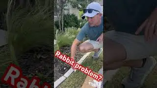 Rabbits Eating your flowers? DO THIS! #diylawncare #garden #lawncaretips
