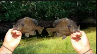 THE JANUARY BLUEGILL BITE IS ON ! BACK YARD POND IS LOADED !
