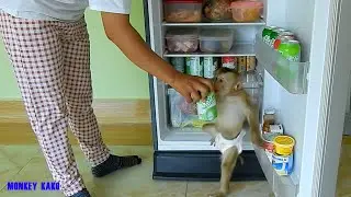 Monkey Kako Request Mom To Drink Winter Melon Juice, Baby Monkey Drink Fruits Juice