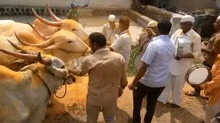 प्रसिद्ध शेतकरी यादव मोरे देवोशी बैलपोळा Yadav More Deoshi Tal Khed Dist pune Bailpola Devoshi Bailp