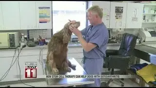 New Stem Cell Therapy Can Help Dogs With Osteoarthritis