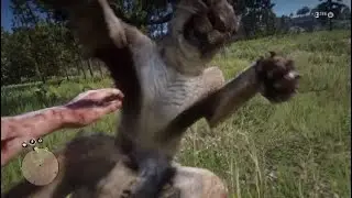 Red Dead Redemption 2 All Cougar Locations Arthur With The Male Missouri Fox Trotter