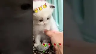 Cute Baby cats ❤️❤️❤️❤️ #catshorts #viralcatshorts