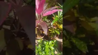 Drecina plant