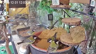 Vormittags ist das Vogel-Spa sehr gut besucht (31.12.2025)