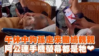 午休中狗孫走來撒嬌親親　阿公連手機螢幕都是牠❤ ｜#寵物雲