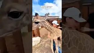 This girl adopted a baby giraffe until ... #shorts